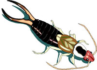 http://www.infestationcontrol.com/images/insectopedia/earwig.jpg